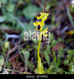 Eine gelbe Biene Orchidee (Ophrys Sicula), Pegeia Wald, Paphos, Zypern. Stockfoto