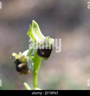Levantine Spider Orchidee, Ophrys Levantina, Pegeia Wald, Paphos, Zypern. Stockfoto