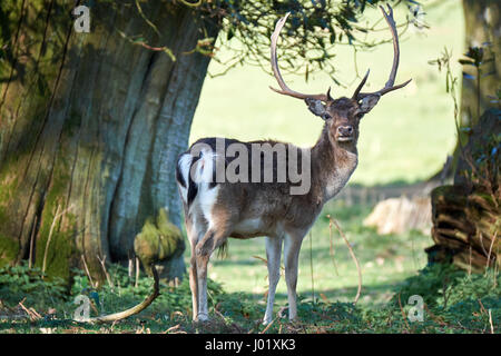 Hirsche in den Bäumen, Dinefwr park Stockfoto