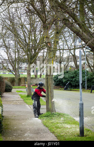 Grafschaftsrat Arbeiter und Chirurgen Baum beschneiden der Zweige und sicher Fällen und Entsorgung eines Baumes auf einer Straßenseite Kante in einem irischen Wohnsiedlung Stockfoto