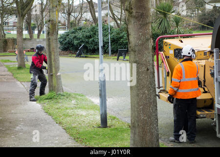 Grafschaftsrat Arbeiter und Chirurgen Baum beschneiden der Zweige und sicher Fällen und Entsorgung eines Baumes auf einer Straßenseite Kante in einem irischen Wohnsiedlung Stockfoto