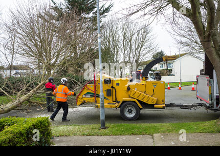 Grafschaftsrat Arbeiter und Chirurgen Baum beschneiden der Zweige und sicher Fällen und Entsorgung eines Baumes auf einer Straßenseite Kante in einem irischen Wohnsiedlung Stockfoto