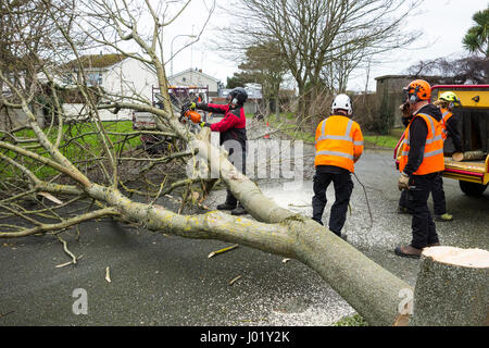 Grafschaftsrat Arbeiter und Chirurgen Baum beschneiden der Zweige und sicher Fällen und Entsorgung eines Baumes auf einer Straßenseite Kante in einem irischen Wohnsiedlung Stockfoto