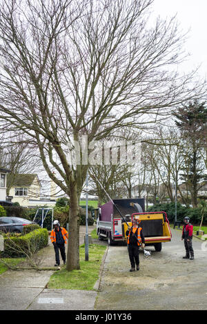 Grafschaftsrat Arbeiter und Chirurgen Baum beschneiden der Zweige und sicher Fällen und Entsorgung eines Baumes auf einer Straßenseite Kante in einem irischen Wohnsiedlung Stockfoto