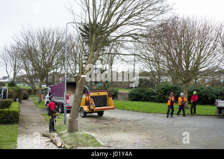 Grafschaftsrat Arbeiter und Chirurgen Baum beschneiden der Zweige und sicher Fällen und Entsorgung eines Baumes auf einer Straßenseite Kante in einem irischen Wohnsiedlung Stockfoto