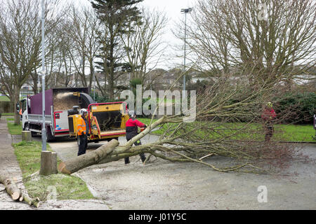 Grafschaftsrat Arbeiter und Chirurgen Baum beschneiden der Zweige und sicher Fällen und Entsorgung eines Baumes auf einer Straßenseite Kante in einem irischen Wohnsiedlung Stockfoto