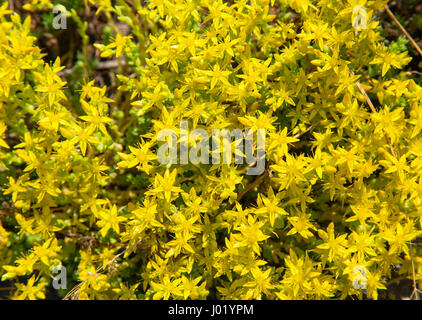 Frische Hypericum Perforatum Blumen closeup Stockfoto