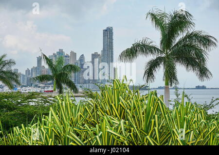 Wolkenkratzer mit Palmen und Pandanus-Pflanzen im Vordergrund, Panama City, Panama, Mittelamerika Stockfoto
