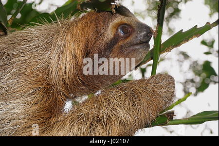 Braun throated drei toed Sloth Kopfprofil, wildes Tier in den Dschungel, Costa Rica, Mittelamerika Stockfoto