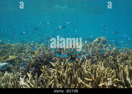 Unterwasser Korallenriff mit Fischschwarm von verschiedenen Arten von Demoisellen über Hirschhorn Korallen, Süd-Pazifik, Neu Kaledonien Stockfoto