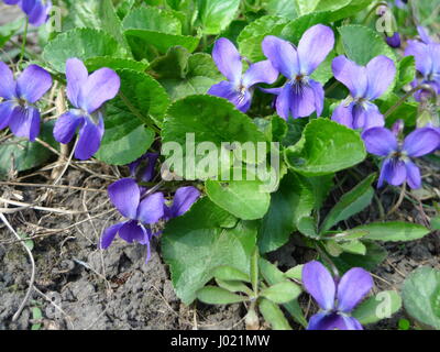 Duftende Veilchen Wildblume (Englisch Süße Veilchen, Viola odorata). Stockfoto