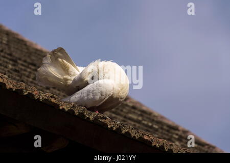 Weiße Taube sitzt auf alten Dachziegeln Stockfoto