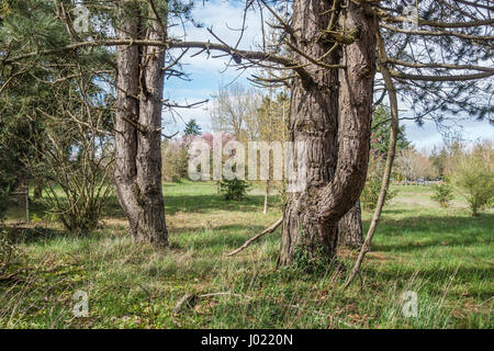 Zwei Bäume umrahmen Kirschbäume im Frühling. Schuss in Seatac, Washington aufgenommen. Stockfoto