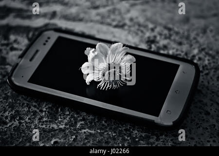 Ein Telefon, auf der eine Blume gibt. Stockfoto