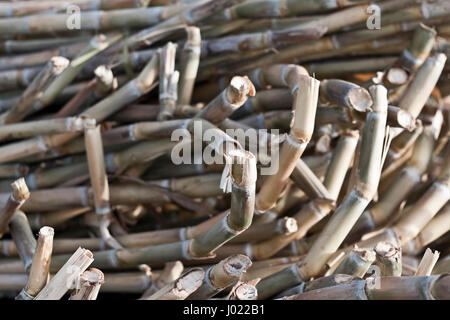 Zuckerrohr oder Zuckerrohr, sind mehrere Arten von hohen mehrjährige wahre Gräsern der Gattung Saccharum, Stamm Andropogoneae. Stockfoto