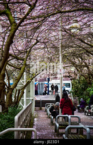 Eine Überdachung der Kirschblütenbäume hängen rosa über die Passanten an der Burrard Skytrain Station in Vancouver b.c., Kanada. Stockfoto