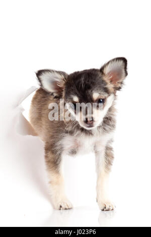 Chihuahua-Welpe in Papier Stockfoto