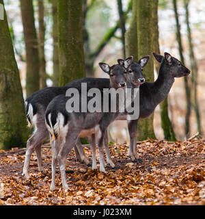 Hirsch Familie Stockfoto