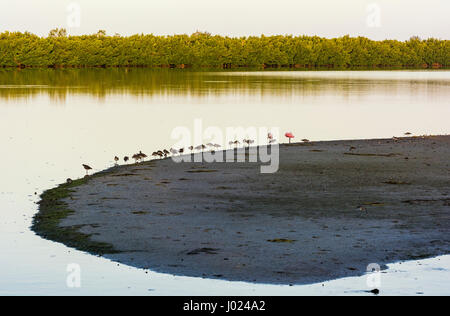 Florida, Sanibel Island, j.n. "Ding" Darling National Wildlife Refuge, Watvögel Florida, Sanibel Island, j.n. "Ding" Darling National Wildlife Refuge, Watvögel