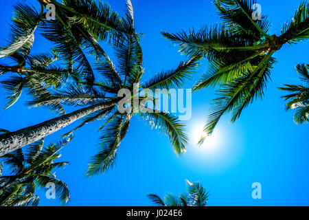 Palmen in der Meeresbrise an einem warmen sonnigen tropischen Strand reflektieren die Sonne am blauen Himmel in Ko Olina, Oahu, Hawaii winken Stockfoto