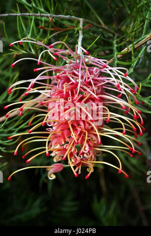 GREVILLEA MOLONGLO in voller Blüte Stockfoto