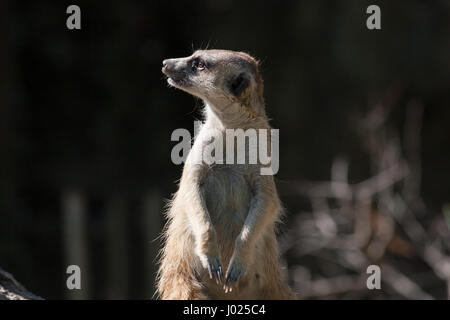 Erstaunliche Erdmännchen Porträt. Erdmännchen sucht auf der linken Seite, im Fokus. Schwarz und der Hintergrund jedoch unscharf. Aus nächster Nähe erschossen. Schönes Bild des Tieres. Stockfoto