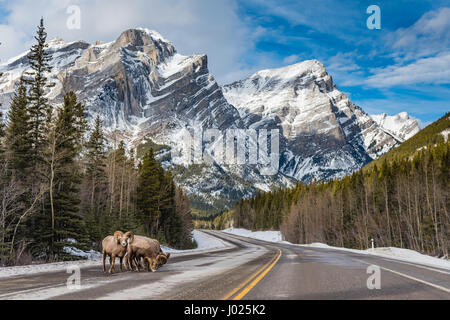 Rocky Mountain Bighorn Schafe auf einer Berg-Fahrbahn im frühen Frühling Stockfoto