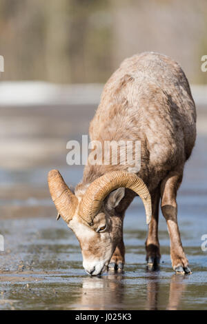 Rocky Mountain Bighorn Schafe auf einer Berg-Fahrbahn im frühen Frühling Stockfoto