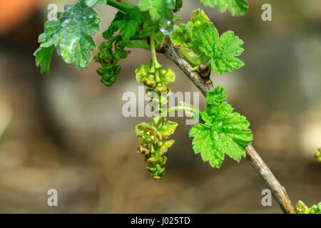 Die Natur erwacht. Bäume grün, die erste Blüte, die jungen Blätter. Blüte schießt auf die Rosskastanie Baum. Der Frühling ist da. Stockfoto