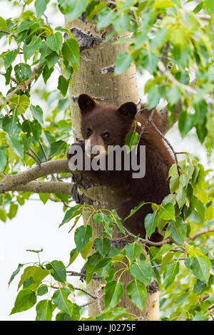 Rot gefärbt schwarze Mutter und Baby Eisbären klettern in einer Baumkrone in der Sommerzeit, Jasper-Nationalpark Alberta Kanada Stockfoto