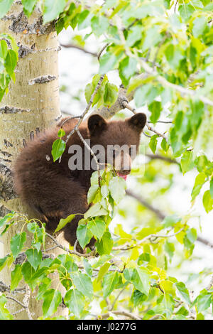 Rot gefärbt schwarze Mutter und Baby Eisbären klettern in einer Baumkrone in der Sommerzeit, Jasper-Nationalpark Alberta Kanada Stockfoto