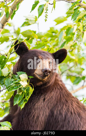 Rot gefärbt schwarze Mutter und Baby Eisbären klettern in einer Baumkrone in der Sommerzeit, Jasper-Nationalpark Alberta Kanada Stockfoto