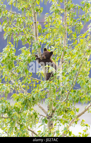 Rot gefärbt schwarze Mutter und Baby Eisbären klettern in einer Baumkrone in der Sommerzeit, Jasper-Nationalpark Alberta Kanada Stockfoto