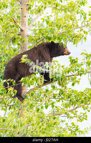 Rot gefärbt schwarze Mutter und Baby Eisbären klettern in einer Baumkrone in der Sommerzeit, Jasper-Nationalpark Alberta Kanada Stockfoto
