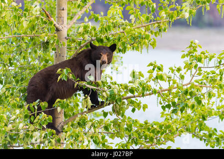 Rot gefärbt schwarze Mutter und Baby Eisbären klettern in einer Baumkrone in der Sommerzeit, Jasper-Nationalpark Alberta Kanada Stockfoto