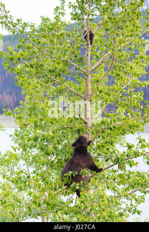 Rot gefärbt schwarze Mutter und Baby Eisbären klettern in einer Baumkrone in der Sommerzeit, Jasper-Nationalpark Alberta Kanada Stockfoto