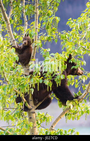 Rot gefärbt schwarze Mutter und Baby Eisbären klettern in einer Baumkrone in der Sommerzeit, Jasper-Nationalpark Alberta Kanada Stockfoto