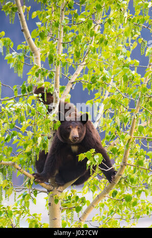 Rot gefärbt schwarze Mutter und Baby Eisbären klettern in einer Baumkrone in der Sommerzeit, Jasper-Nationalpark Alberta Kanada Stockfoto