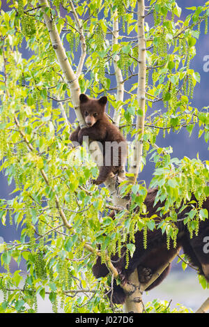 Rot gefärbt schwarze Mutter und Baby Eisbären klettern in einer Baumkrone in der Sommerzeit, Jasper-Nationalpark Alberta Kanada Stockfoto