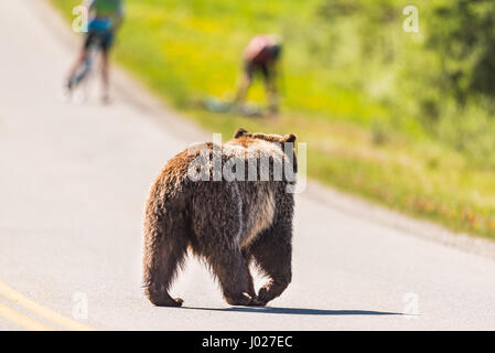 Grizzly Bear überqueren einer Straße erschrecken Biker off ihre Fahrräder im Sommer Banff Nationalpark Alberta Kanada Stockfoto