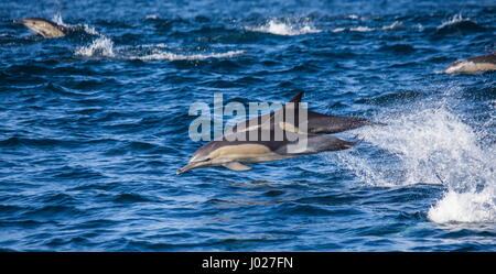 Delfine springen mit hoher Geschwindigkeit aus dem Wasser. Südafrika. Stockfoto