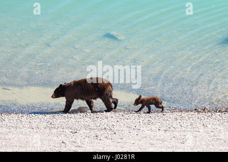 Rot gefärbt schwarze Mutter und Baby Bärenjunge spielen im See an einem heißen Sommertag, Jasper-Nationalpark Alberta Kanada Stockfoto