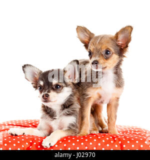 zwei kleine Chihuahua Welpen. Chihuahua Hund auf roten Kissen isoliert auf weiss Stockfoto