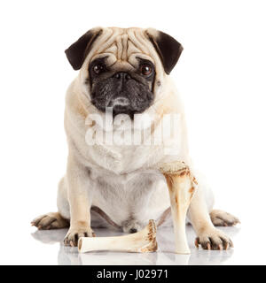 Mops Hund isoliert auf weißem Hintergrund Stockfoto