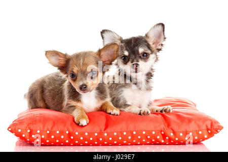zwei kleine Chihuahua Welpen. Chihuahua Hund auf roten Kissen isoliert auf weiss Stockfoto
