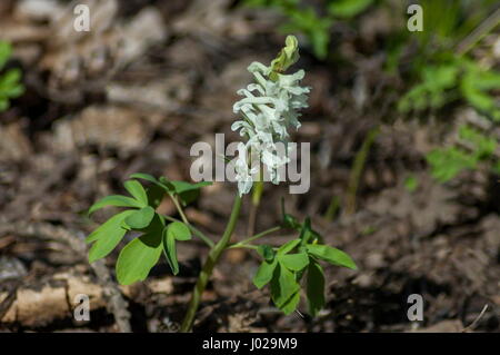 Heide gesichtet Orchidee oder Dactylorhiza Maculata Blüte in eine Natur Garten, Plana-Gebirge, Bulgarien Stockfoto