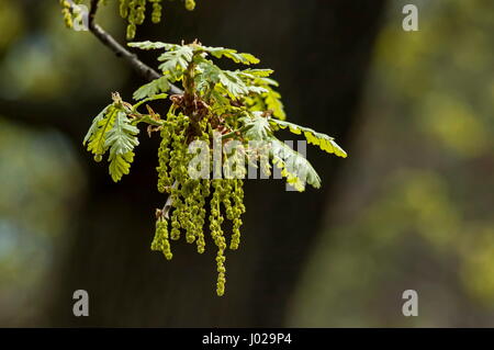 Eiche Baum-Zweig mit Feder cluster herabhängenden Blüten Blumen, Sofia, Bulgarien Stockfoto