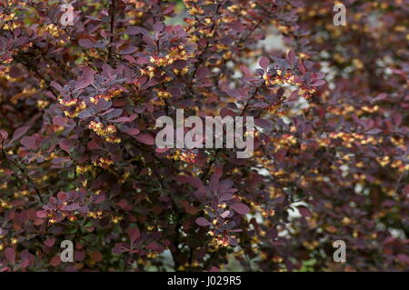 Berberis Thunbergii oder japanische Berberitze, rote Berberitze Thunberg Berberitze - violette Blätter und gelbe Blüten, Sofia, Bulgarien Stockfoto