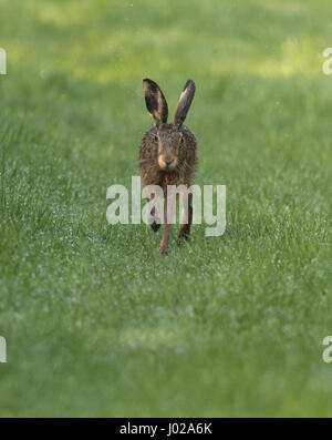 Brauner Hase (Lepus Europaeus) läuft auf Kamera auf einem Tau beladen Feld in Warwickshire Stockfoto