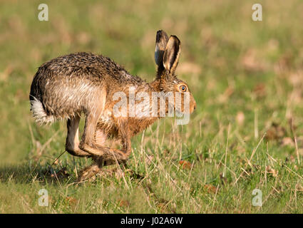 Brauner Hase (Lepus Europaeus) quer Warwickshire Ackerland an einem frühen Frühlingsmorgen Stockfoto